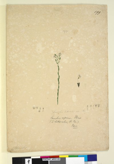 Page 199. Samolus repens by John William Lewin
